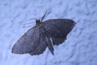 Philereme vetulata