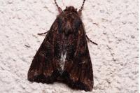 Aedia leucomelas