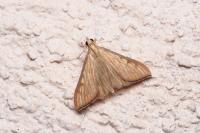 Antigastra catalaunalis