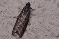 Cryptoblabes gnidiella