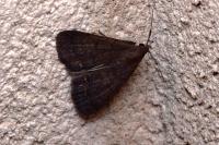 Nodaria nodosalis