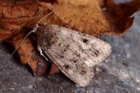 Spodoptera cilium