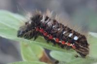 Acronicta rumicis