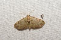 Pasiphila rectangulata