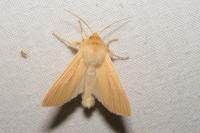 Mythimna pallens