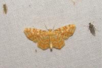 Hydrelia flammeolaria