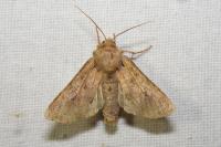 Apamea sordens