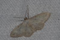 Idaea seriata