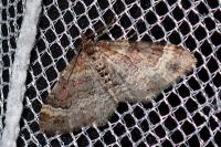 Xanthorhoe spadicearia/ferrugata
