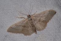 Idaea straminata
