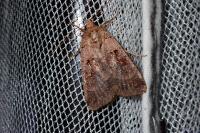 Xestia stigmatica