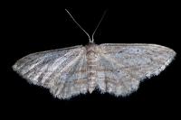 Idaea calunetaria