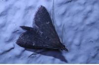 Dolicharthria punctalis
