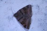 Euclidia glyphica