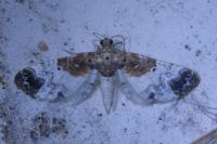 Eupithecia breviculata