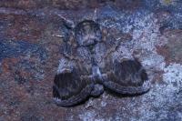 Notodonta tritophus