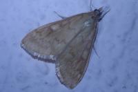 Ostrinia nubilalis