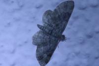 Pasiphila rectangulata