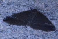 Perizoma lugdunaria