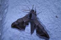 Smerinthus ocellatus ocellatus