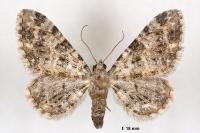 Eupithecia poecilata