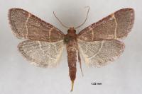 Hypsopygia glaucinalis
