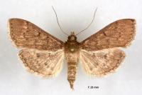 Herpetogramma licarsisalis