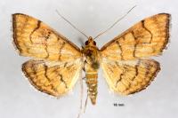 Anania verbascalis