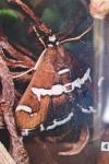 Spoladea recurvalis