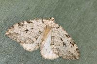 Epirrita christyi