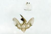 Epirrita christyi