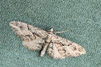 Eupithecia oxycedrata