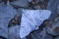 Acronicta leporina