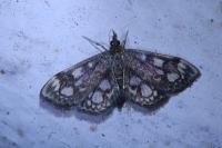 Anania coronata