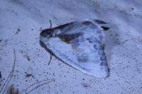 Cilix glaucata