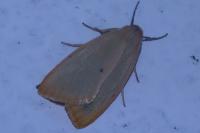 Cybosia mesomella