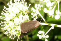Amphipyra livida