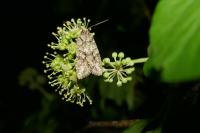 Dryobotodes eremita