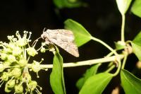 Mniotype occidentalis