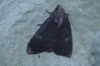 Mesapamea secalella/secalis