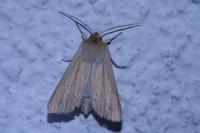 Mythimna pallens