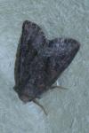 Oligia latruncula