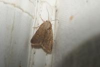 Caradrina flavirena