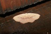 Cyclophora puppillaria