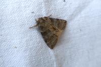 Cymatophorina diluta