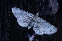 Pasiphila rectangulata