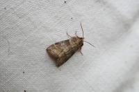 Cymatophorina diluta