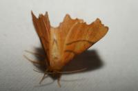 Ennomos erosaria