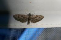 Eupithecia ericeata