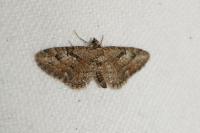 Eupithecia ericeata